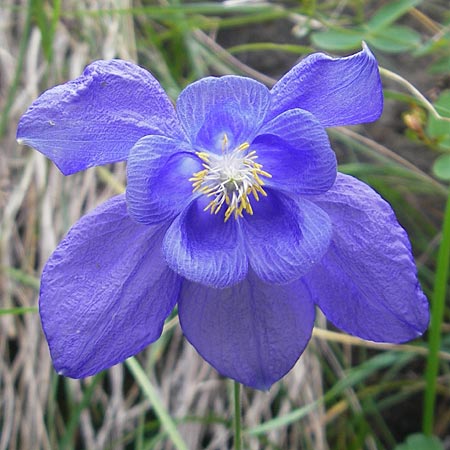 Aquilegia pyrenaica \ Pyrenen-Akelei / Pyrenean Columbine, E Pyrenäen/Pyrenees, Ordesa 23.8.2011