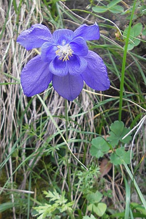 Aquilegia pyrenaica \ Pyrenen-Akelei, E Pyrenäen, Ordesa 23.8.2011