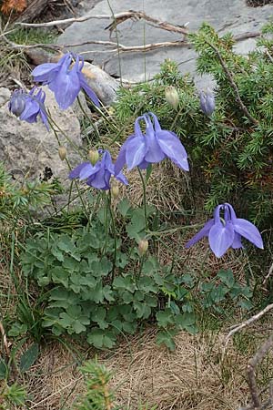 Aquilegia pyrenaica \ Pyrenen-Akelei / Pyrenean Columbine, E Pyrenäen/Pyrenees, Prat de Cadi 6.8.2018