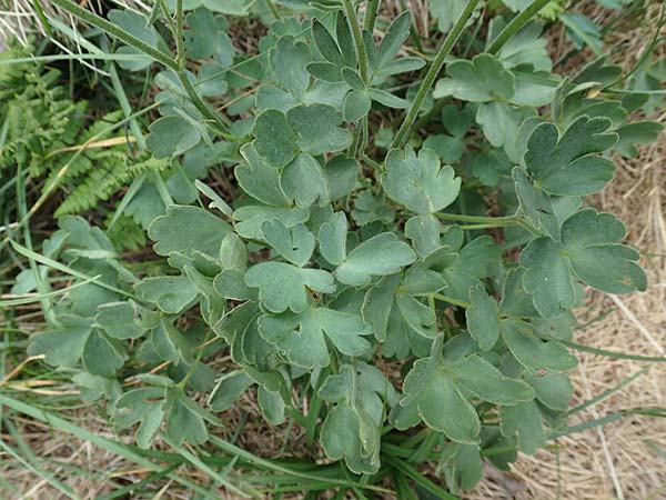 Aquilegia pyrenaica \ Pyrenen-Akelei, E Pyrenäen, Prat de Cadi 6.8.2018