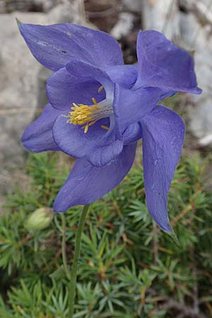 Aquilegia pyrenaica \ Pyrenen-Akelei / Pyrenean Columbine, E Pyrenäen/Pyrenees, Prat de Cadi 6.8.2018