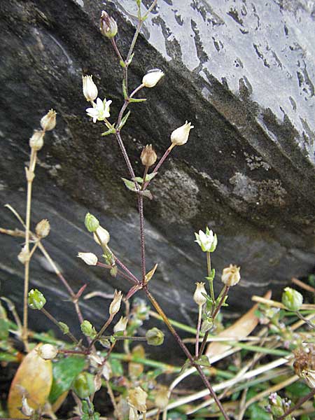 Arenaria leptoclados \ Dnnstngeliges Sandkraut / Lesser Thyme-Leaved Sandwort, E Pyrenäen/Pyrenees, Benasque 17.8.2006