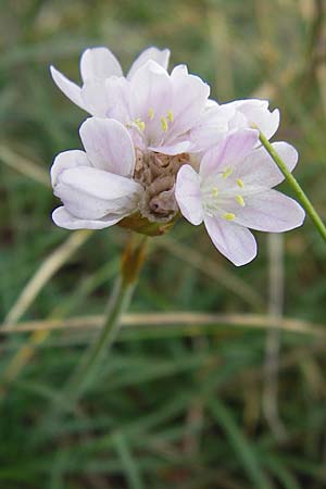 Armeria maritima subsp. maritima \ Strand-Grasnelke / Thrift, Sea Pink, E Asturien/Asturia Ribadesella 10.8.2012