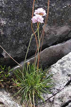 Armeria maritima subsp. maritima \ Strand-Grasnelke / Thrift, Sea Pink, E Asturien/Asturia Ribadesella 10.8.2012