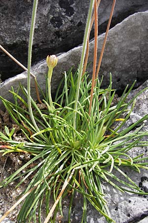 Armeria maritima subsp. maritima \ Strand-Grasnelke / Thrift, Sea Pink, E Asturien/Asturia Ribadesella 10.8.2012