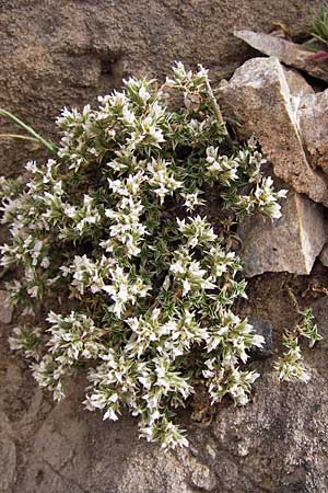 Arenaria erinacea / White Sandwort, E Picos de Europa, Fuente De 14.8.2012