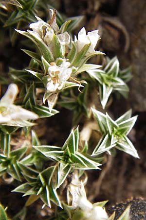 Arenaria erinacea \ Igelstacheliges Sandkraut / White Sandwort, E Picos de Europa, Fuente De 14.8.2012