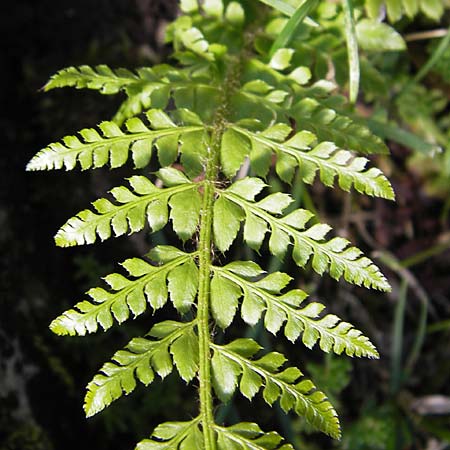 Polystichum aculeatum / Hard Shield Fern, E Picos de Europa, Covadonga 7.8.2012