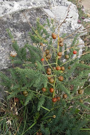 Asparagus maritimus \ Meeres-Spargel, Rauer Spargel, E Asturien Ribadesella 10.8.2012