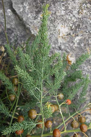 Asparagus maritimus \ Meeres-Spargel, Rauer Spargel / Sea Asparagus, E Asturien/Asturia Ribadesella 10.8.2012