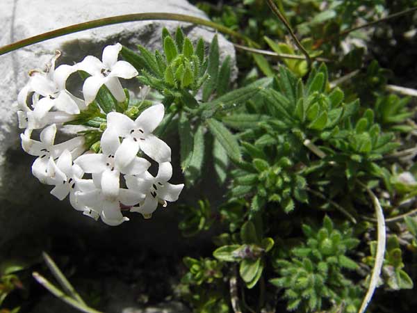 Asperula hirta \ Rauer Meister / Mat Woodruff, E Picos de Europa, Fuente De 14.8.2012