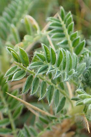 Astragalus sempervirens / Mountain Tragacanth, E Pyrenees, Castellar de N'Hug 5.8.2018