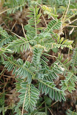 Astragalus sempervirens \ Dorn-Tragant / Mountain Tragacanth, E Pyrenäen/Pyrenees, Castellar de N'Hug 5.8.2018