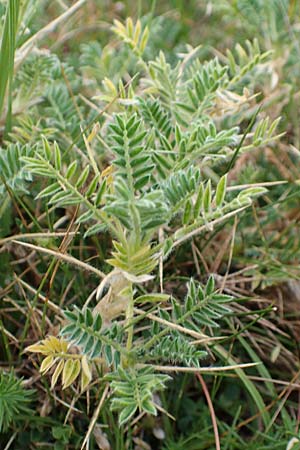 Astragalus sempervirens / Mountain Tragacanth, E Pyrenees, Castellar de N'Hug 5.8.2018