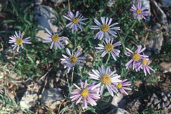 Aster amellus \ Berg-Aster / Italian Aster, E Prov. Teruel, Cuarto Pelado 19.6.2003