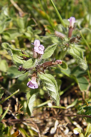 Clinopodium alpinum \ Alpen-Steinquendel, Alpen-Bergminze / Alpine Calamint, E Picos de Europa, Carrea 11.8.2012