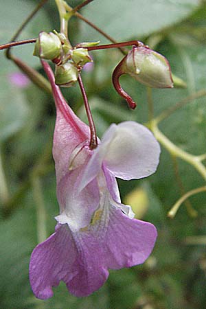 Impatiens balfourii \ Balfours Springkraut / Balfour's Balsam, E Pyrenäen/Pyrenees, Vielha 16.8.2006