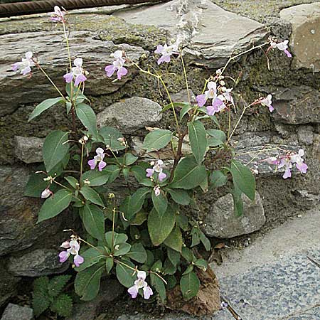 Impatiens balfourii \ Balfours Springkraut / Balfour's Balsam, E Pyrenäen/Pyrenees, Durro in Boi - Tal / Valley 16.8.2006