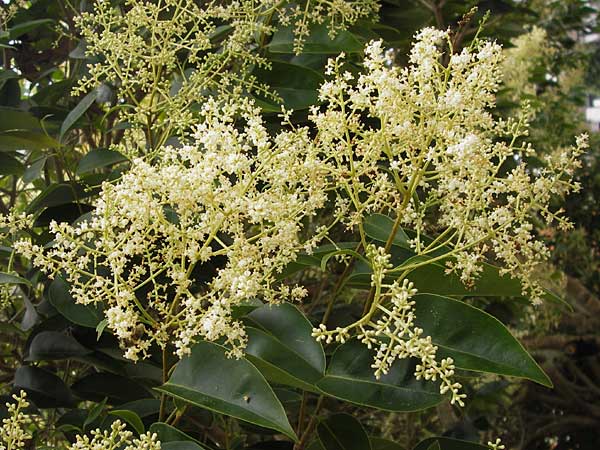 Ligustrum lucidum \ Glanz-Liguster, Glnzender Liguster, E Asturien Llanes 12.8.2012