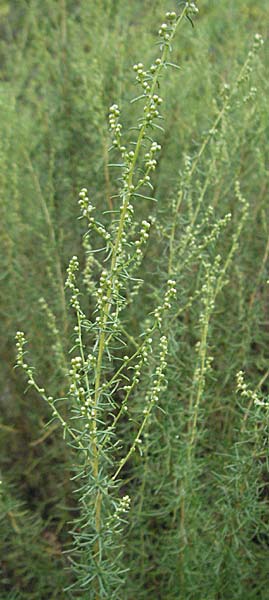 Artemisia campestris subsp. glutinosa \ Klebriger Beifu, E Pyrenäen, Pont de Suert 17.8.2006