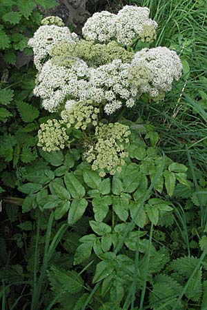 Aegopodium podagraria \ Giersch, Geifu, E Pyrenäen, Taüll in Boi - Tal 19.8.2006