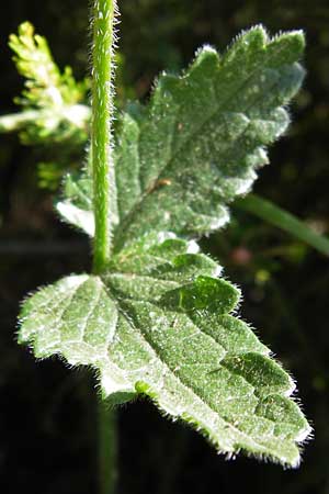 Betonica officinalis \ Echte Betonie, Heil-Ziest / Betony, E Picos de Europa, Posada de Valdeon 13.8.2012