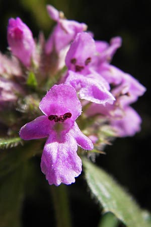 Betonica officinalis \ Echte Betonie, Heil-Ziest / Betony, E Picos de Europa, Posada de Valdeon 13.8.2012