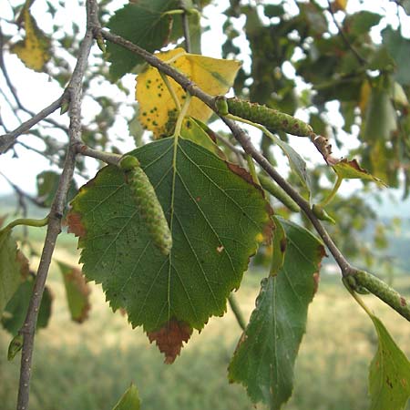 Betula pubescens \ Moor-Birke, Flaum-Birke, E Zarautz 18.8.2011