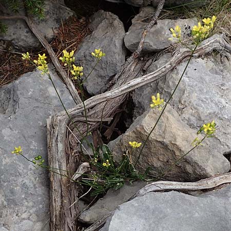 Biscutella laevigata \ Gewhnliches Brillenschtchen, E Pyrenäen, Prat de Cadi 6.8.2018