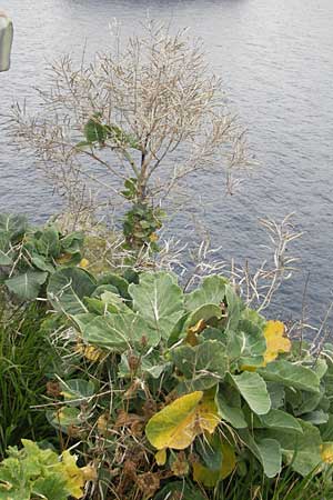 Brassica oleracea \ Klippen-Kohl, Wild-Kohl / Wild Cabbage, E Bermeo 17.8.2011