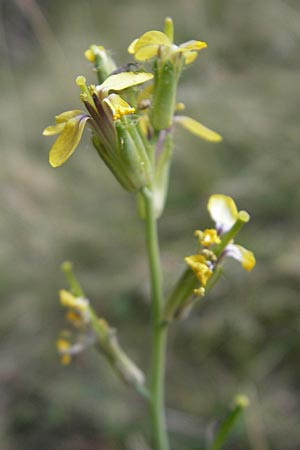 Coincya monensis subsp. montana \ Berg-Lacksenf / Mountain Wallflower Cabbage, E Pyrenäen/Pyrenees, Ordesa 23.8.2011