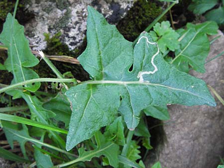 Sisymbrium austriacum subsp. chrysanthum \ Pyrenen-Rauke / Pyrenean Rocket, E Picos de Europa, Covadonga 7.8.2012