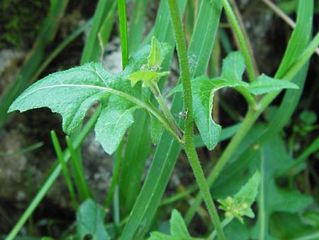 Sisymbrium austriacum subsp. chrysanthum \ Pyrenen-Rauke / Pyrenean Rocket, E Picos de Europa, Covadonga 7.8.2012