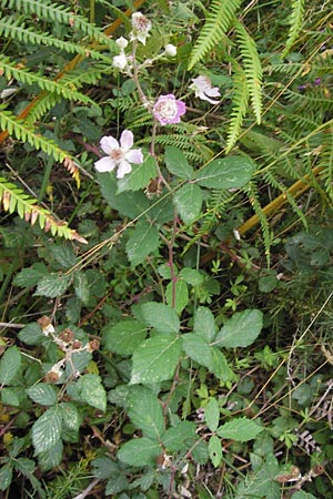 Rubus ulmifolius \ Mittelmeer-Brombeere, Sand-Brombeere, E Picos de Europa, Carreña 11.8.2012