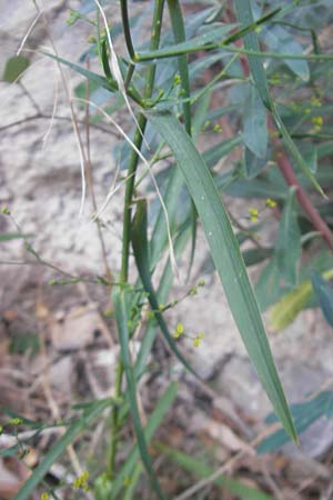 Bupleurum fruticescens \ Hartwerdendes Hasenohr, E Pyrenäen, Anso - Tal 19.8.2011