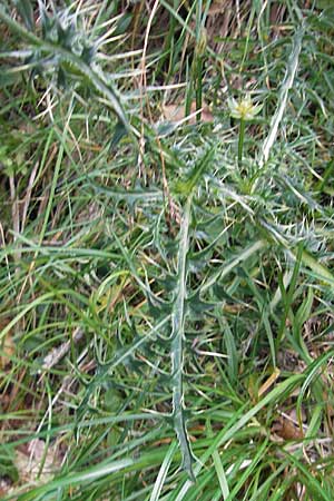 Carduus carlinifolius \ Eberwurzblttrige Distel / Carline-Leaved Thistle, E Pyrenäen/Pyrenees, Ordesa 23.8.2011