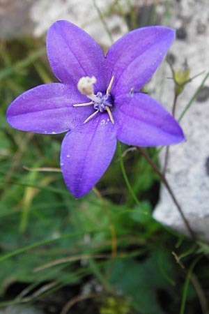 Campanula arvatica subsp. arvatica \ Oviedo-Glockenblume / Oviedo Bellflower, E Picos de Europa, Covadonga 7.8.2012