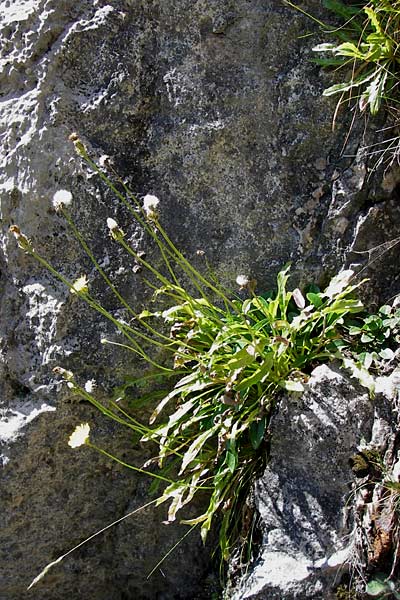 Crepis albida subsp. asturica \ Asturischer Pippau / Asturian Hawk's-Beard, E Picos de Europa, Covadonga 7.8.2012