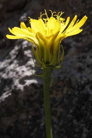 Crepis albida subsp. asturica \ Asturischer Pippau, E Picos de Europa, Covadonga 7.8.2012