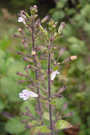 Clinopodium menthifolium subsp. ascendens \ Aufsteigende Bergminze, E Asturien Llanes 12.8.2012