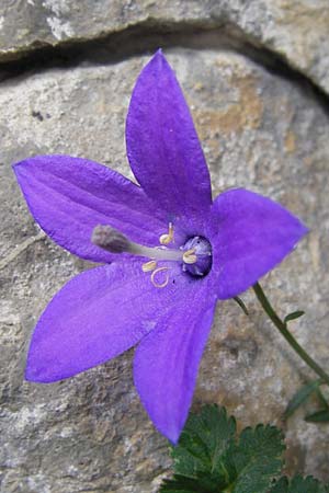 Campanula arvatica subsp. arvatica \ Oviedo-Glockenblume / Oviedo Bellflower, E Picos de Europa, Fuente De 14.8.2012