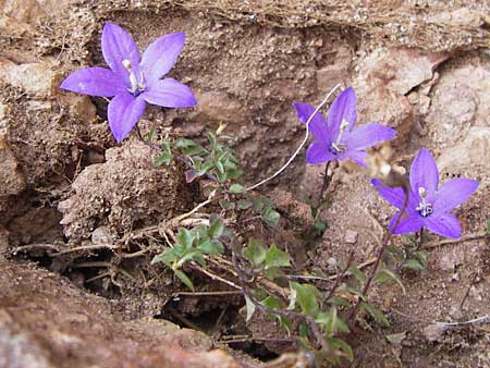 Campanula arvatica subsp. arvatica \ Oviedo-Glockenblume, E Picos de Europa, Fuente De 14.8.2012