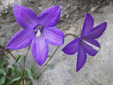 Campanula arvatica subsp. arvatica \ Oviedo-Glockenblume / Oviedo Bellflower, E Picos de Europa, Fuente De 14.8.2012