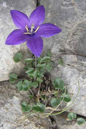 Campanula arvatica subsp. arvatica / Oviedo Bellflower, E Picos de Europa, Fuente De 14.8.2012