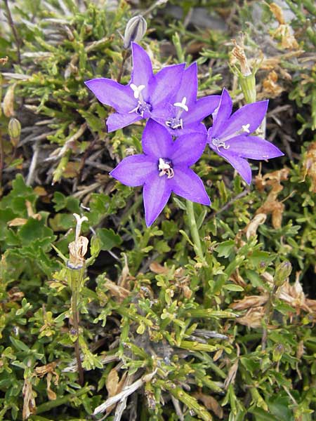 Campanula arvatica subsp. arvatica \ Oviedo-Glockenblume, E Picos de Europa, Fuente De 14.8.2012