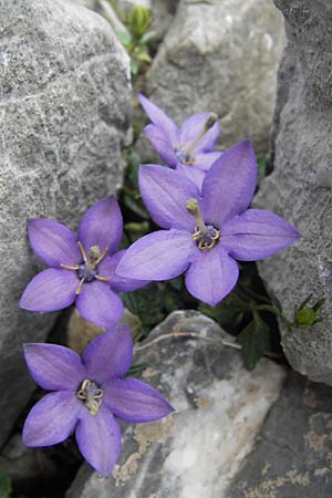 Campanula arvatica subsp. arvatica \ Oviedo-Glockenblume, E Picos de Europa, Fuente De 14.8.2012