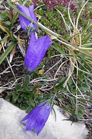 Campanula rotundifolia \ Rundblttrige Glockenblume / Harebell, E Picos de Europa, Fuente De 14.8.2012