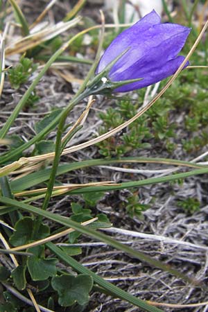 Campanula rotundifolia \ Rundblttrige Glockenblume / Harebell, E Picos de Europa, Fuente De 14.8.2012