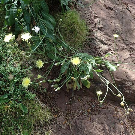 Crepis albida / Whitish Hawk's-Beard, E Pyrenees, Prat de Cadi 6.8.2018