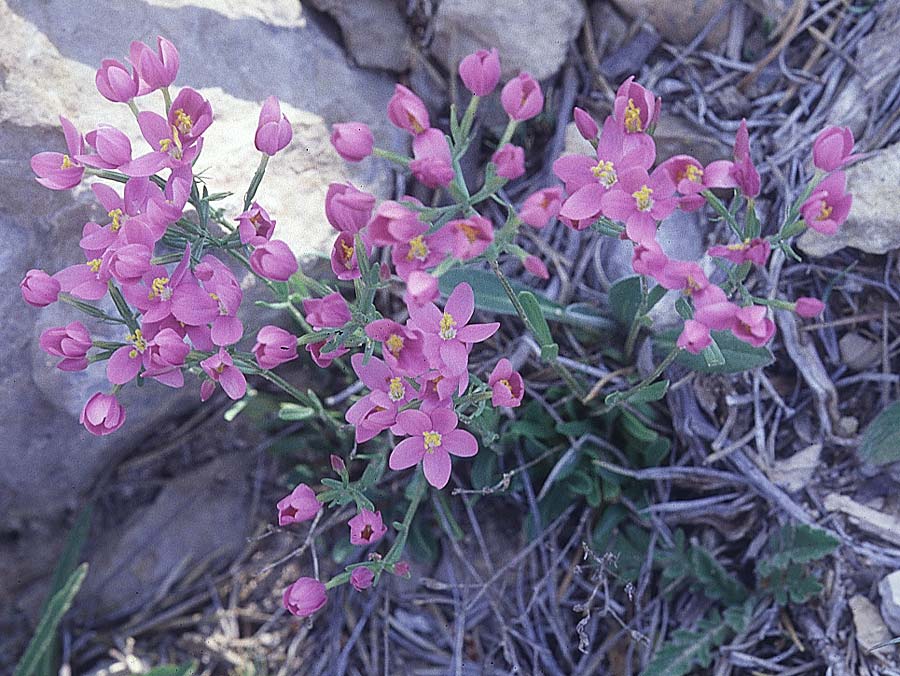 Centaurium quadrifolium subsp. barrelieri \ Barreliers Tausendgldenkraut / Barrelieri's Centaury, E Sierra de Cardo 1.7.1998